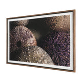 Purple Sea Urchins by Nathan Larson a Hand Embellished Framed Photo Art Print Matted under Glass by Mercana at Eve Furniture