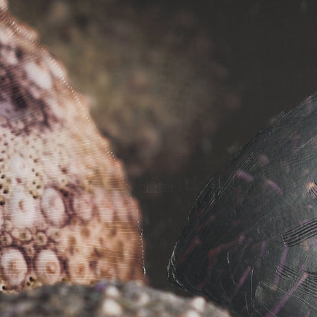 Purple Sea Urchins by Nathan Larson a Hand Embellished Framed Photo Art Print Matted under Glass by Mercana at Eve Furniture