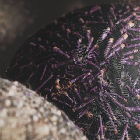 Purple Sea Urchins by Nathan Larson a Hand Embellished Framed Photo Art Print Matted under Glass by Mercana at Eve Furniture
