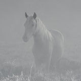 Quiet Morning by Matt Roseveare a Framed Photo Art Print Matted under Glass by Mercana at Eve Furniture