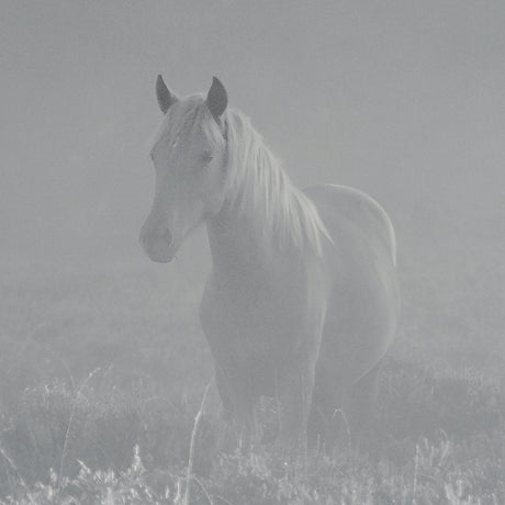 Quiet Morning by Matt Roseveare a Framed Photo Art Print Matted under Glass by Mercana at Eve Furniture