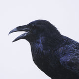 Raven Beauty by Gary Blatter a Hand Embellished Textured Framed Photo Art Print Matted under Glass by Mercana at Eve Furniture