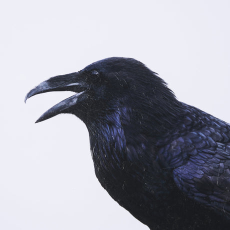Raven Beauty by Gary Blatter a Hand Embellished Textured Framed Photo Art Print Matted under Glass by Mercana at Eve Furniture