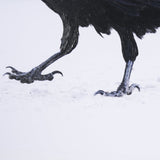 Raven Beauty by Gary Blatter a Hand Embellished Textured Framed Photo Art Print Matted under Glass by Mercana at Eve Furniture