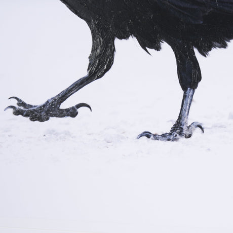 Raven Beauty by Gary Blatter a Hand Embellished Textured Framed Photo Art Print Matted under Glass by Mercana at Eve Furniture