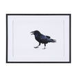 Raven Beauty by Gary Blatter a Hand Embellished Textured Framed Photo Art Print Matted under Glass by Mercana at Eve Furniture