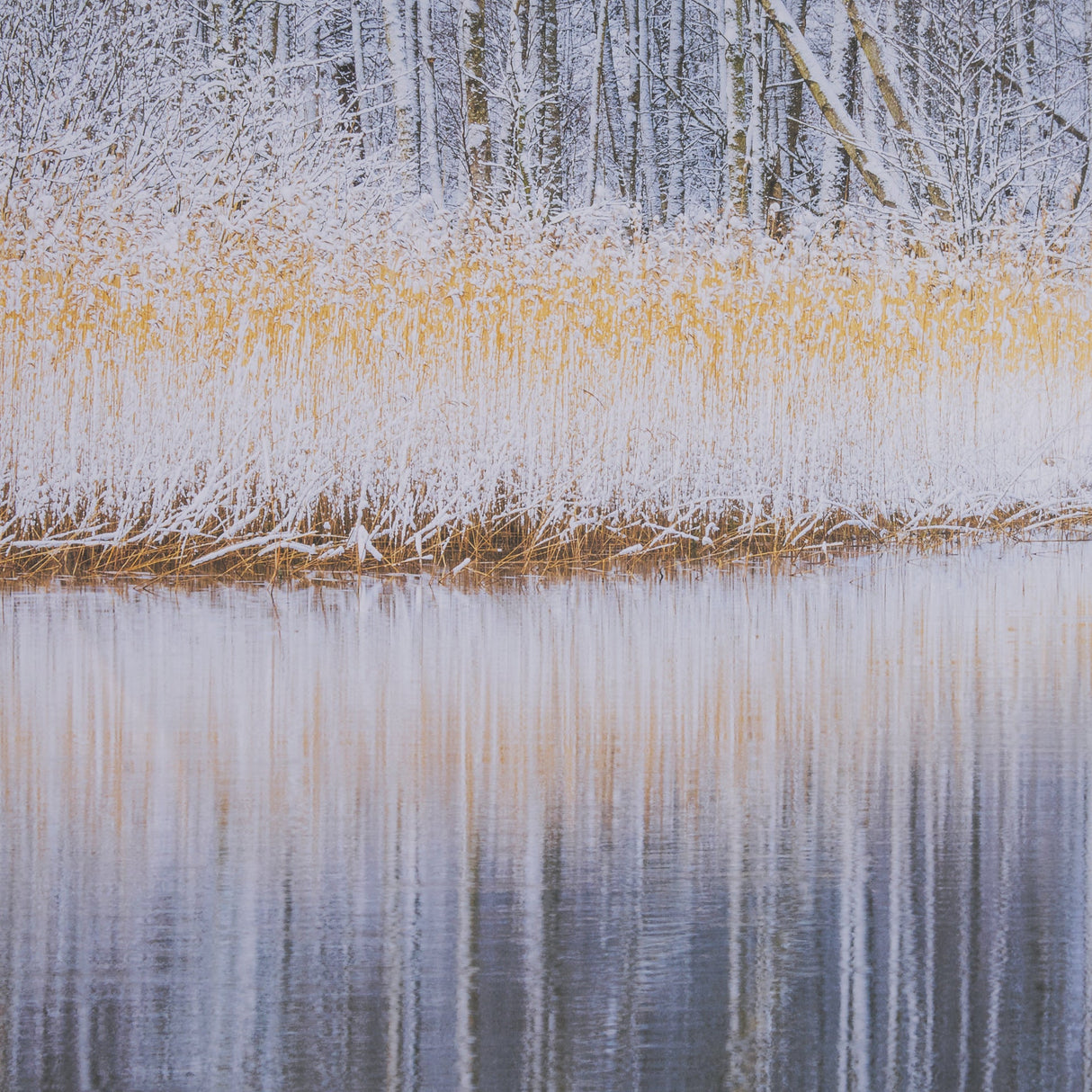 Riverside Reflection - Forest by Mikael Svensson a Framed Photo Art Print Matted under Glass by Mercana at Eve Furniture