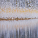 Riverside Reflection - Forest by Mikael Svensson a Framed Photo Art Print Matted under Glass by Mercana at Eve Furniture