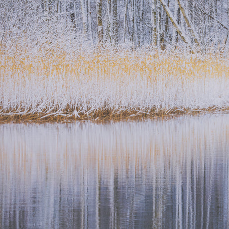 Riverside Reflection - Forest by Mikael Svensson a Framed Photo Art Print Matted under Glass by Mercana at Eve Furniture