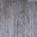 Riverside Reflection - Forest by Mikael Svensson a Framed Photo Art Print Matted under Glass by Mercana at Eve Furniture