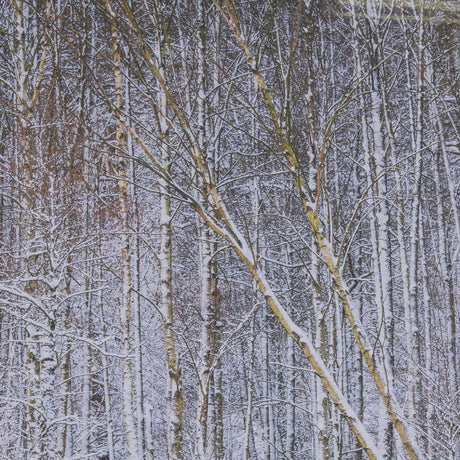 Riverside Reflection - Forest by Mikael Svensson a Framed Photo Art Print Matted under Glass by Mercana at Eve Furniture