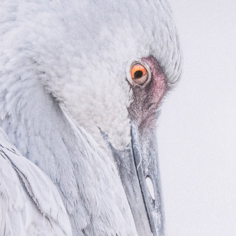 Sandhill Crane II by Chad Mckay a Hand Embelished Textured Framed Photo Art Print by Mercana at Eve Furniture