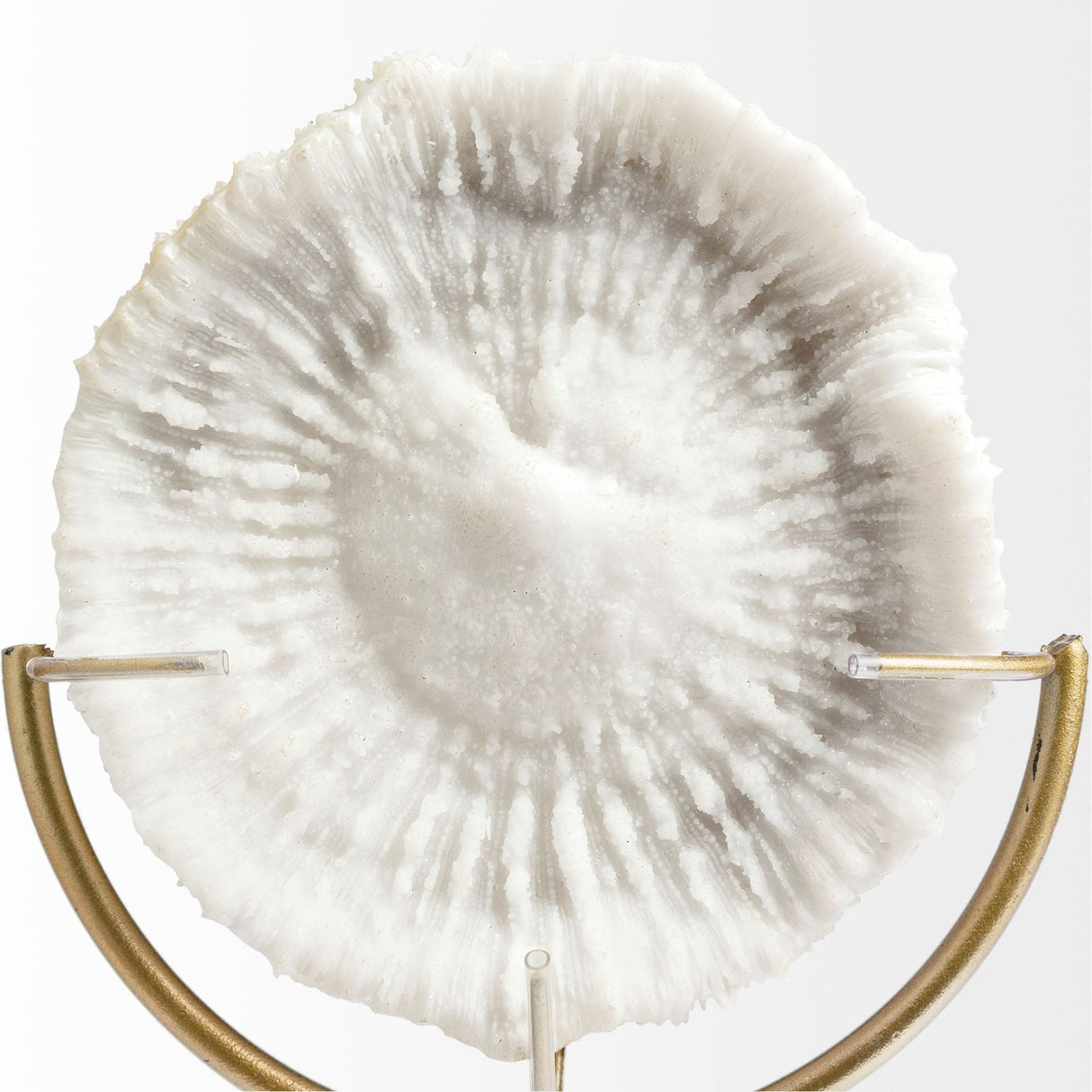 Sandy III (Large) 8L x 4W White Coastal Sand Dollar Object by Mercana at Eve Furniture