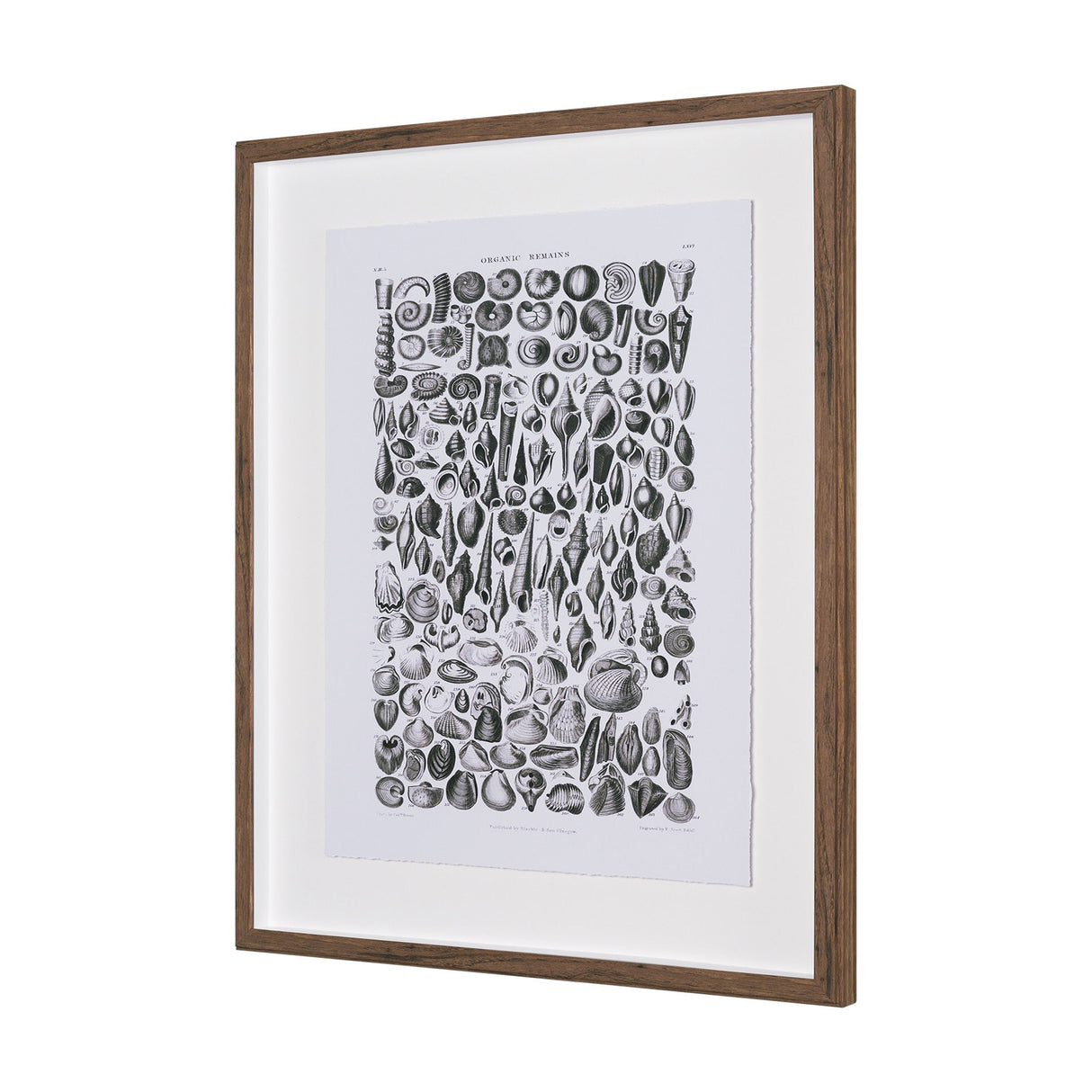 Sealife II by Oliver Goldsmith a Hand Embellished Framed Art Print Matted under Glass by Mercana at Eve Furniture