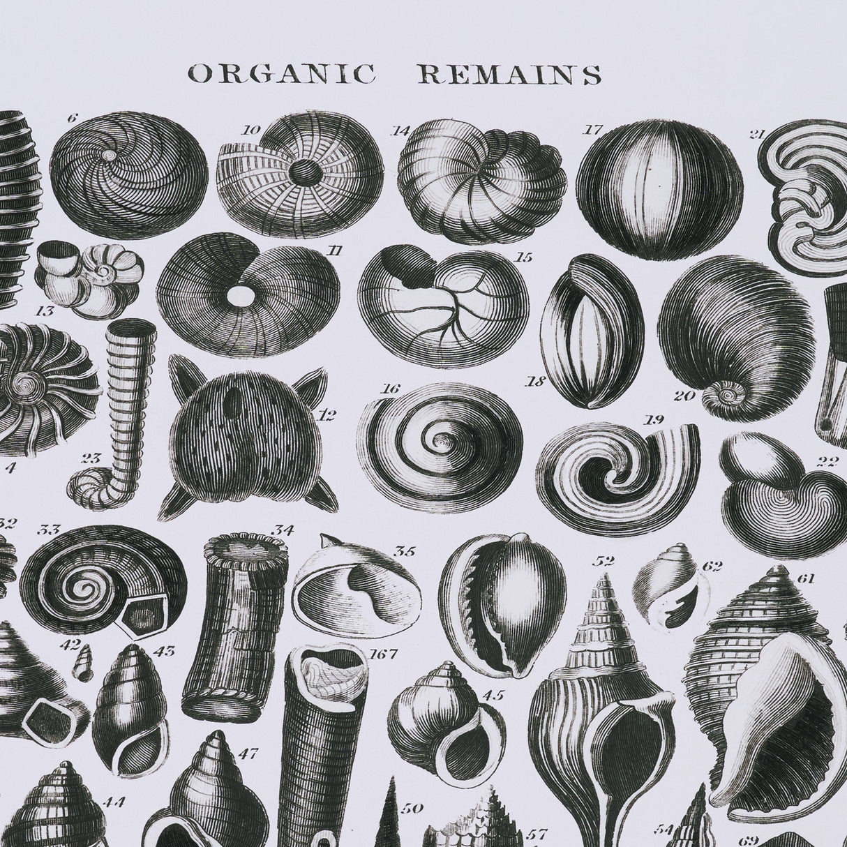 Sealife II by Oliver Goldsmith a Hand Embellished Framed Art Print Matted under Glass by Mercana at Eve Furniture