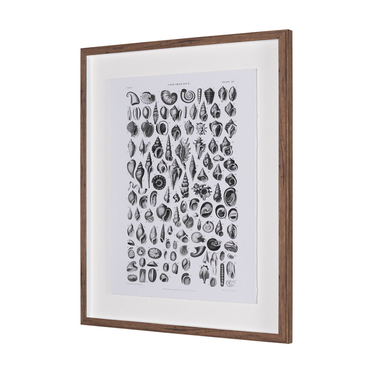 Sealife III by Oliver Goldsmith a Hand Embellished Framed Art Print Matted under Glass by Mercana at Eve Furniture