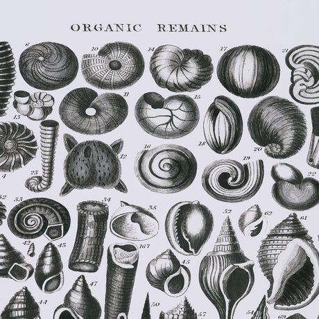Sealife III by Oliver Goldsmith a Hand Embellished Framed Art Print Matted under Glass by Mercana at Eve Furniture