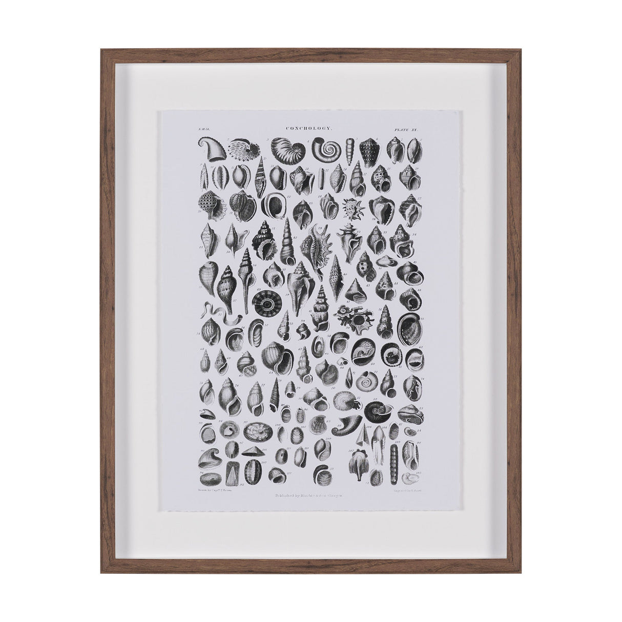 Sealife III by Oliver Goldsmith a Hand Embellished Framed Art Print Matted under Glass by Mercana at Eve Furniture