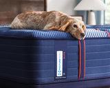 Sealy Posturepedic Elite Albany II Firm Mattress by Sealy at Eve Furniture