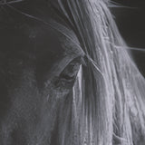Shadowborn Majesty by Frank Ma Framed Photo Print Matted under Glass by Mercana at Eve Furniture
