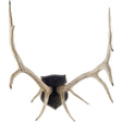 Sika I Natural Finish set of Replica Deer Antlers by Mercana at Eve Furniture