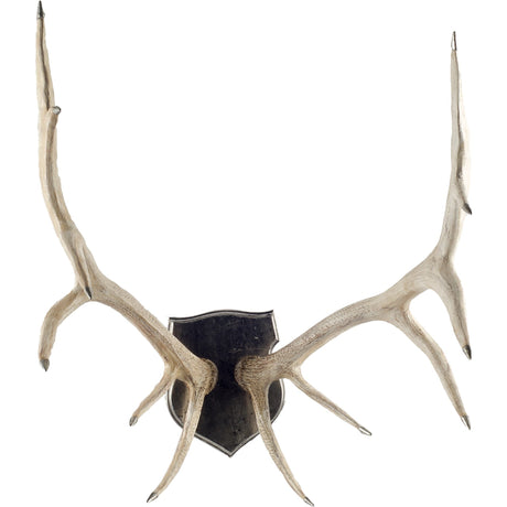 Sika I Natural Finish set of Replica Deer Antlers by Mercana at Eve Furniture