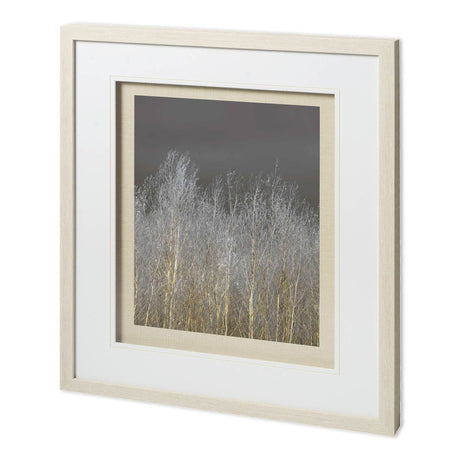 Silver Forest II by Frank, Assaf a Framed Photo Art Print Matted under Glass by Mercana at Eve Furniture