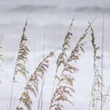 Silver Seagrass by Marlana Semenza a Hand Embellished Textured Framed Photo Art Print Matted under G by Mercana at Eve Furniture