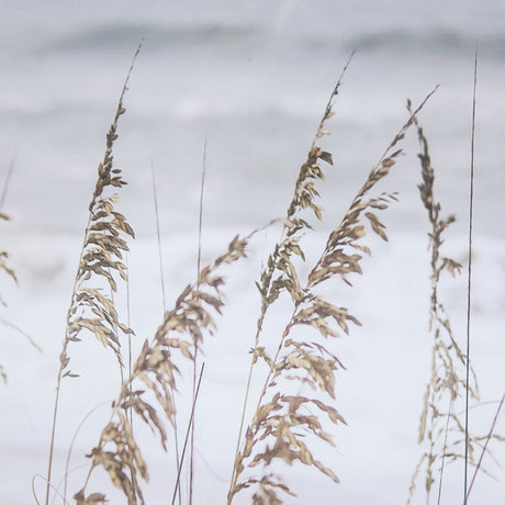 Silver Seagrass by Marlana Semenza a Hand Embellished Textured Framed Photo Art Print Matted under G by Mercana at Eve Furniture