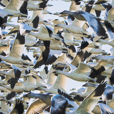 Snowgoose Migration 2 by Gary Blatter Hand Embelished Textured Framed Art Print Matted under Glass by Mercana at Eve Furniture