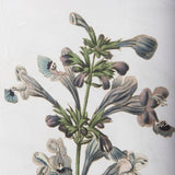 Soft Blue Botanoicals III by Mercana Studio Hand Embellished Framed Art Print Matted under Glass by Mercana at Eve Furniture