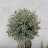 Soft Blue Botanoicals VI by Mercana Studio Hand Embellished Framed Art Print Matted under Glass by Mercana at Eve Furniture