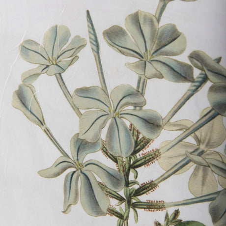 Soft Blue Botanoicals VII by Mercana Studio Hand Embellished Framed Art Print Matted under Glass by Mercana at Eve Furniture