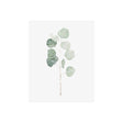 Soft Eucalyptus Branch I by Emma Scarvey a Hand Embellished Textured Canvas by Mercana at Eve Furniture