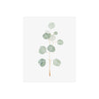 Soft Eucalyptus Branch II by Emma Scarvey a Hand Embellished Textured Canvas by Mercana at Eve Furniture