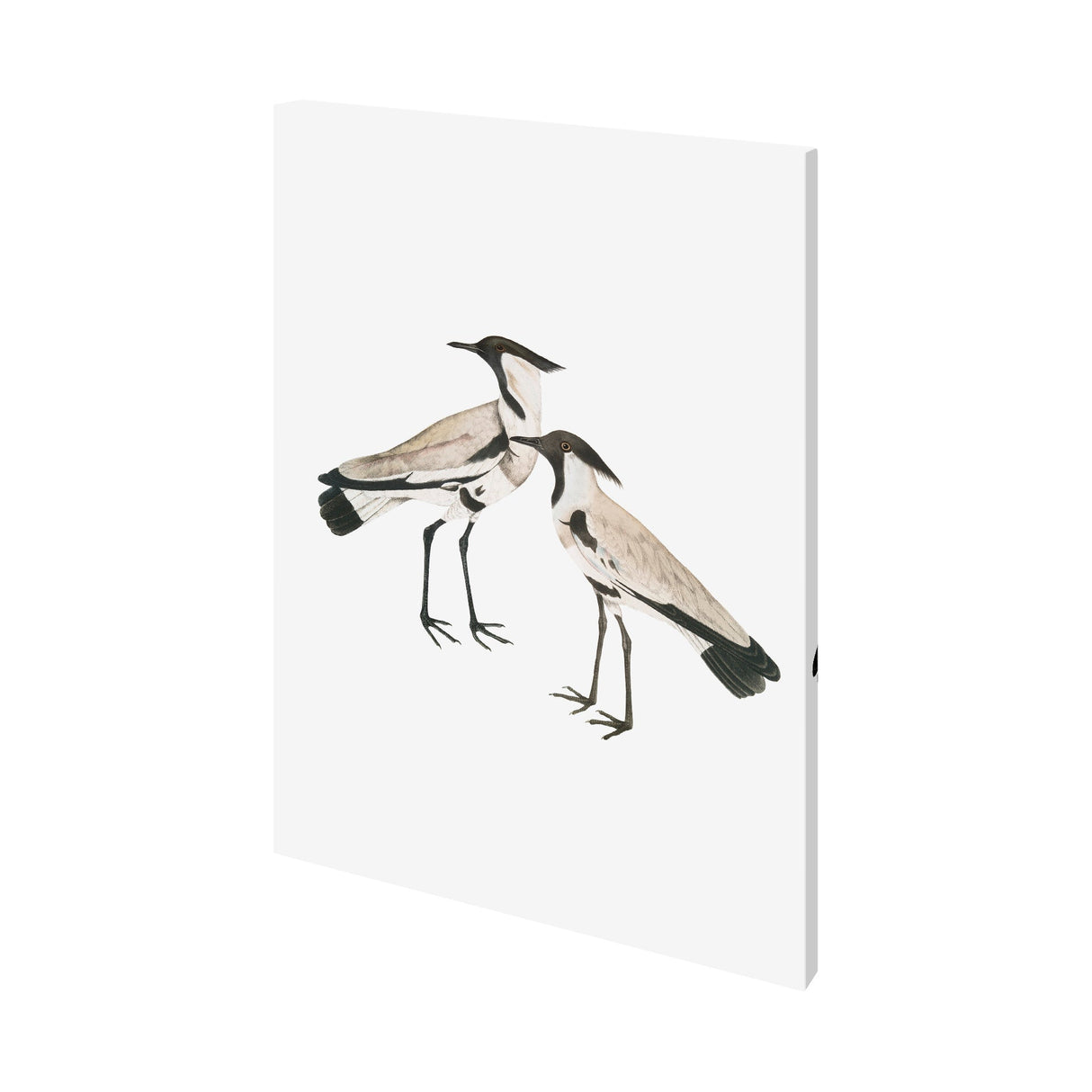 Spur-Winged Plover by Maria Mendez a Hand Embellished Textured Canvas by Mercana at Eve Furniture