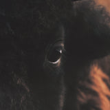 Stare Down by Chad Mackay a Hand Embelished Textured Framed Photo Art Print Matted under Glass by Mercana at Eve Furniture