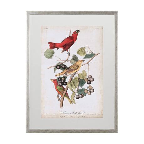 Summer Red Bird by John James Audubon a Framed Art Print Matted under Glass by Mercana at Eve Furniture