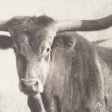 Texas Longhorns (Set of 2) by Debra Van Swearingen a Hand Embellished Framed Art Photograph Print by Mercana at Eve Furniture