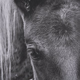 The Foal by Mercana Studio a Hand Embellished Textured Framed Canvas by Mercana at Eve Furniture