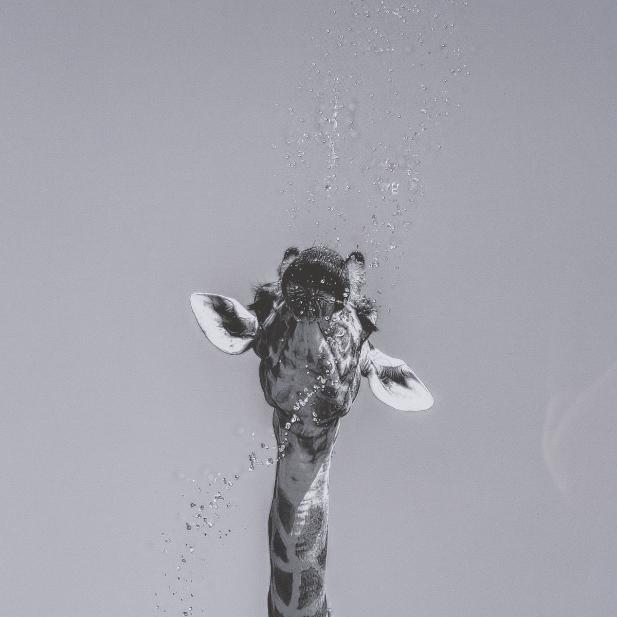 Thirsty Savanna Giraffes(Set of 2) by Jun Zuo Hand-Embellished Framed Photo Print Matted under Glass by Mercana at Eve Furniture