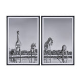Thirsty Savanna Giraffes(Set of 2) by Jun Zuo Hand-Embellished Framed Photo Print Matted under Glass by Mercana at Eve Furniture