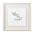 Thyme v2 by Chris Paschke a Framed Art Print Matted under Glass by Mercana at Eve Furniture