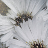 Tiny Flowers 3 by Mareike Bohmer Hand-Embellished Textured Framed Canvas Art Print by Mercana at Eve Furniture