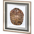 Tortoise Shell Detail I by Naomi McCavitt a Framed Art Print Matted under Glass by Mercana at Eve Furniture