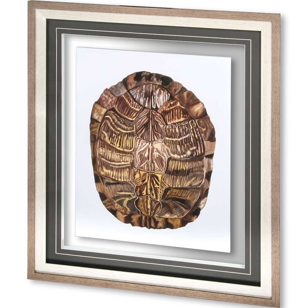 Tortoise Shell Detail I by Naomi McCavitt a Framed Art Print Matted under Glass by Mercana at Eve Furniture