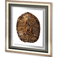 Tortoise Shell Detail II by Naomi McCavitt a Framed Art Print Matted under Glass by Mercana at Eve Furniture