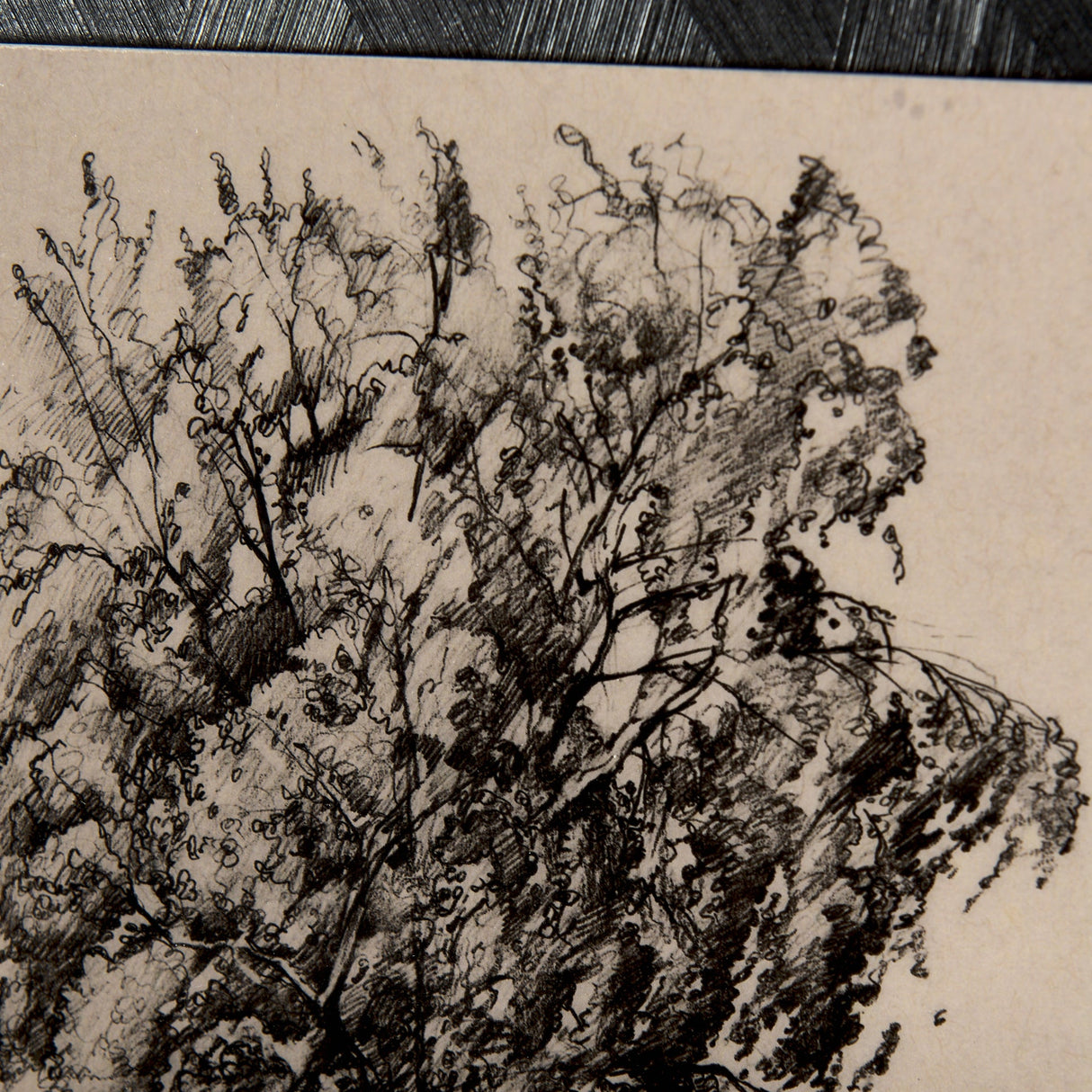 Tree Drawing II by Mercana Studio a Hand Embellished Textured Framed Art Print Matted under Glass by Mercana at Eve Furniture
