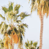 Tropical Heights-Home by Irene Suchoki a Framed Photo Art Print Matted under Glass by Mercana at Eve Furniture