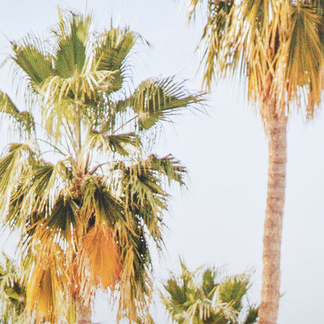 Tropical Heights-Home by Irene Suchoki a Framed Photo Art Print Matted under Glass by Mercana at Eve Furniture